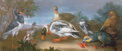 Un paysage avec perroquets, canards et pigeons - Jean Baptiste Monnoyer